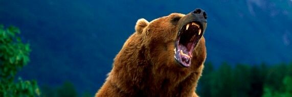 OlmanGrumpyBear's profile banner image