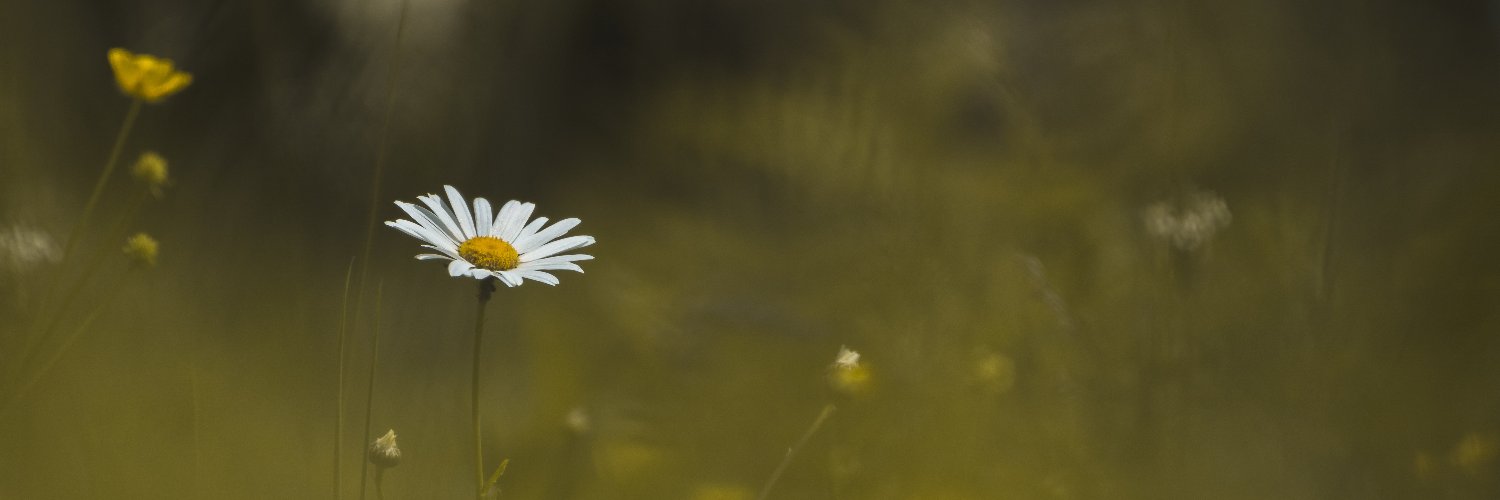 DAKenny11's profile banner image