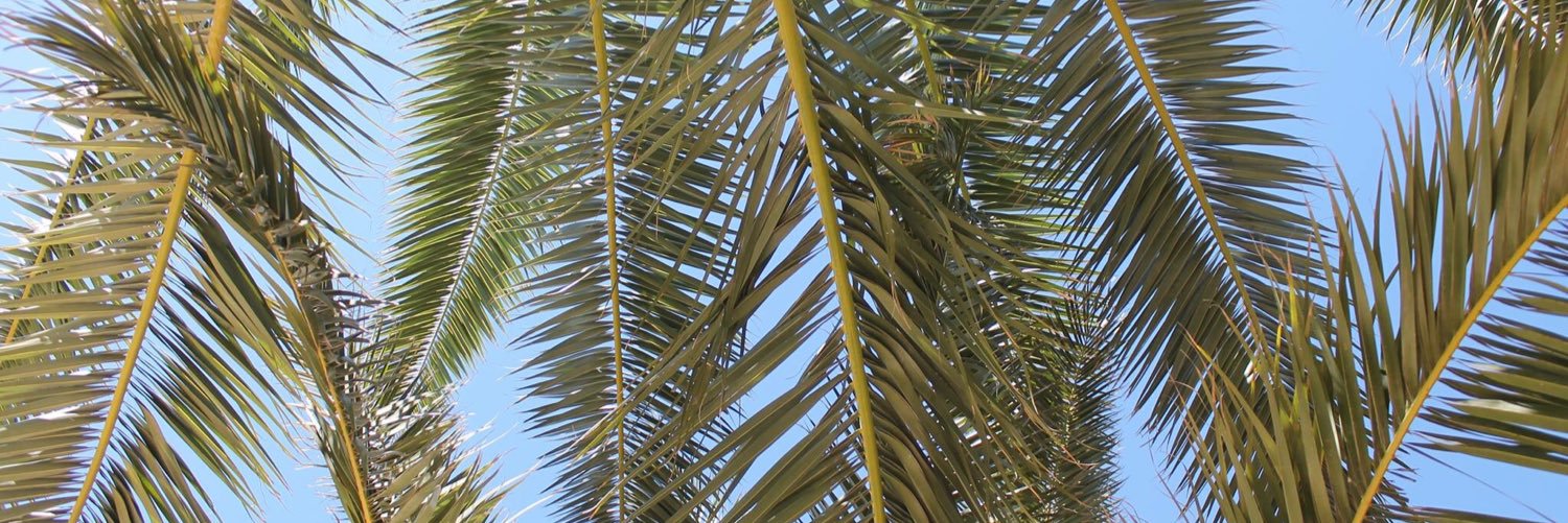chickcorn's profile banner image