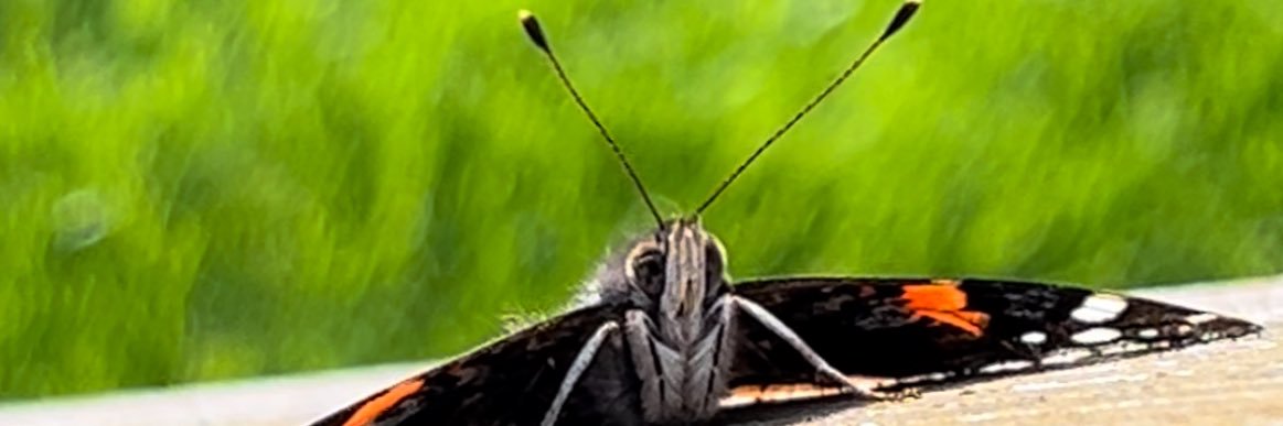 Genevieve Rochette banner