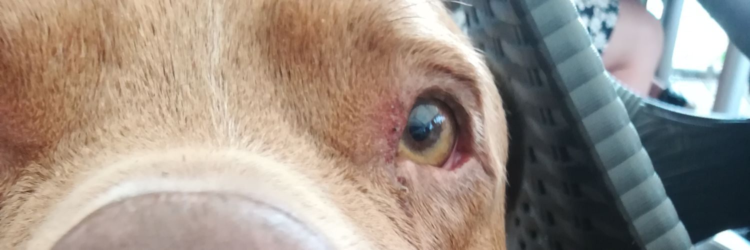 Timmielightyear's profile banner image