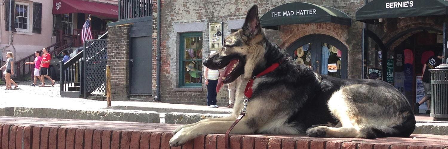 SamGShepherd's profile banner image