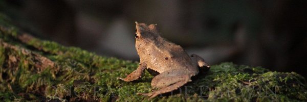 RANITADEDARWIN Profile Banner