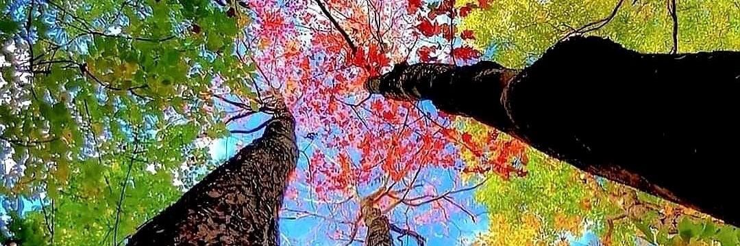 Kansadah 🇧🇷 🚩🇧🇷 banner