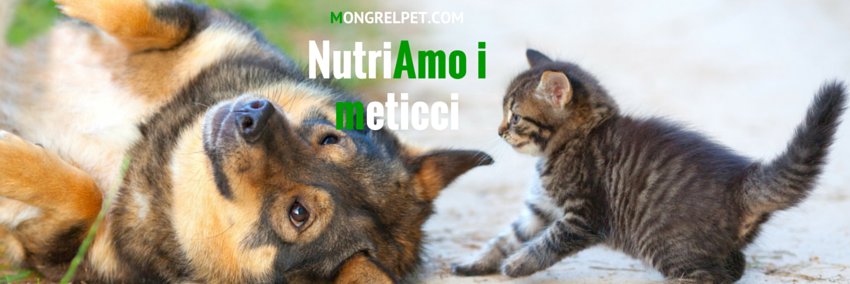 mongrelpetcom's profile banner image