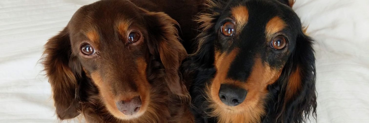 kelskapowski's profile banner image