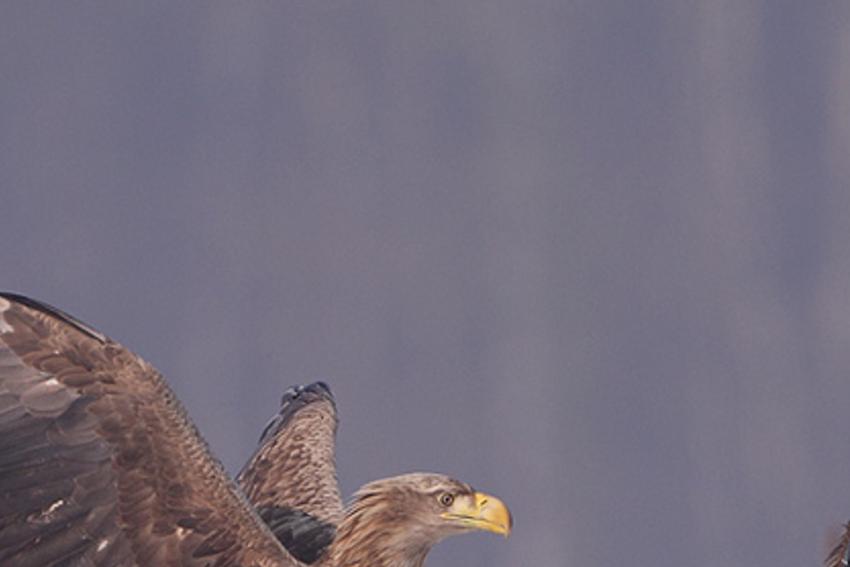gecalys's profile banner image