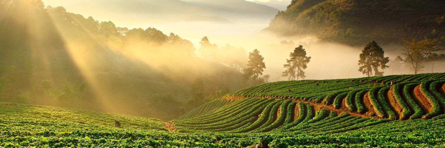 agroesasrl's profile banner image