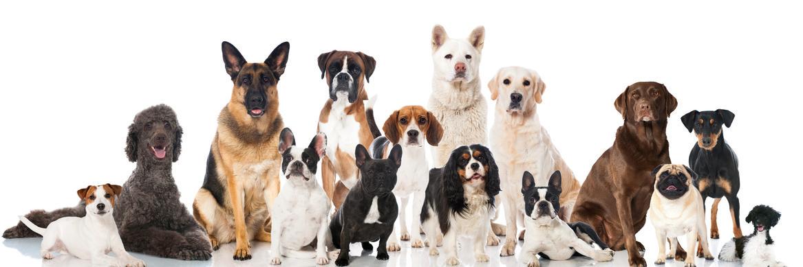 der_hundeblog's profile banner image