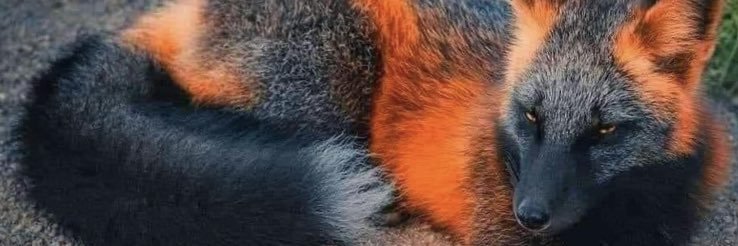 dvyboi's profile banner image