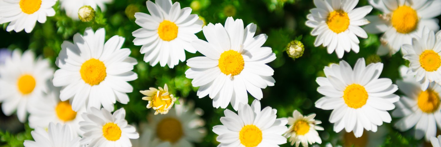 _danathedaisy's profile banner image