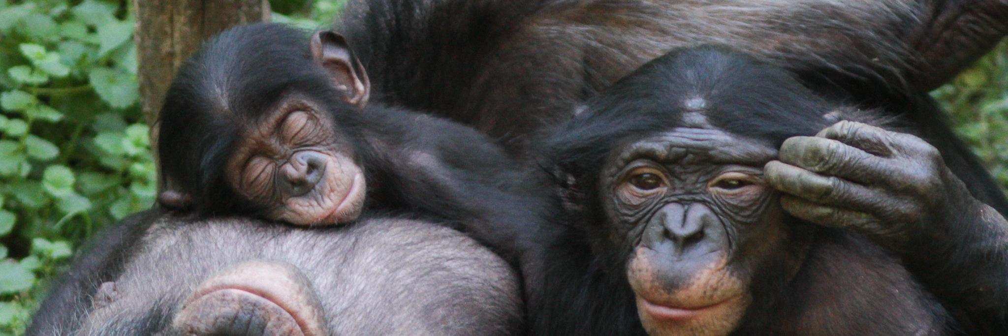 Bonobo_UK's profile banner image