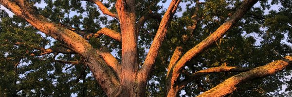 WarrenKinghorn Profile Banner