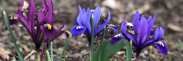 JdeLimaThomasMD Profile Banner