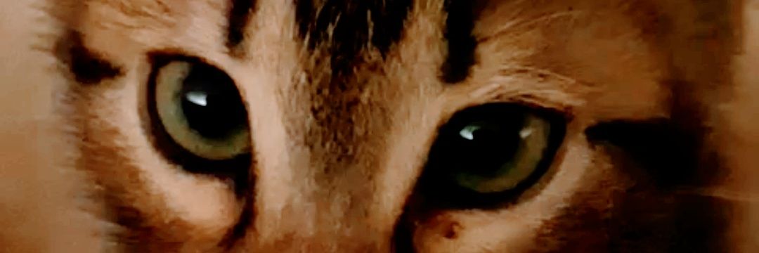 ChonRoldanP's profile banner image