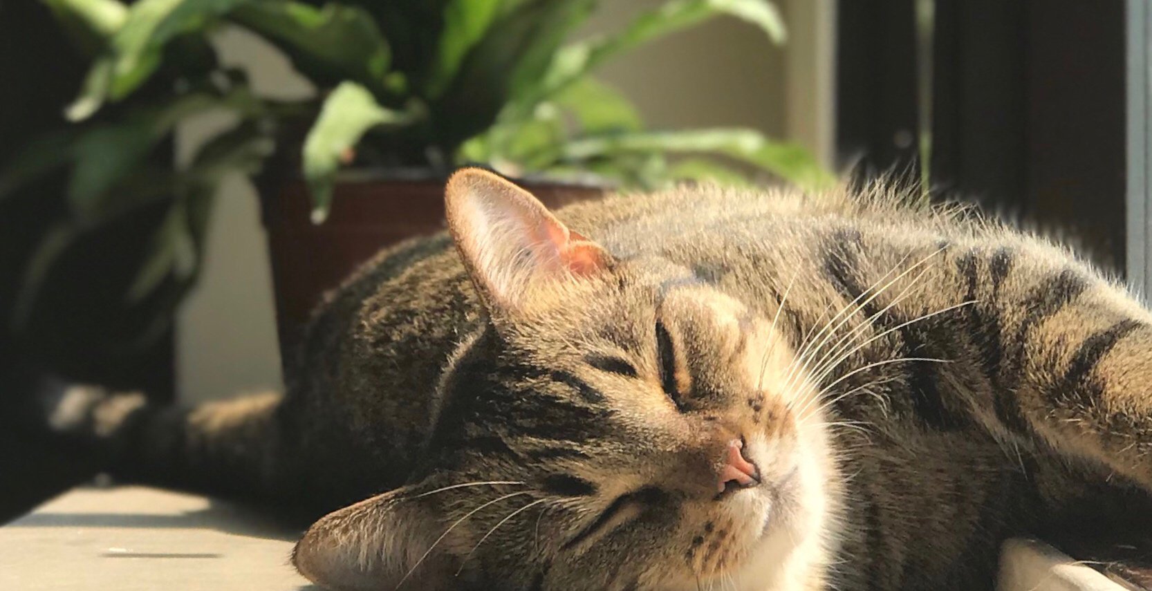 MichelleKlasse2's profile banner image