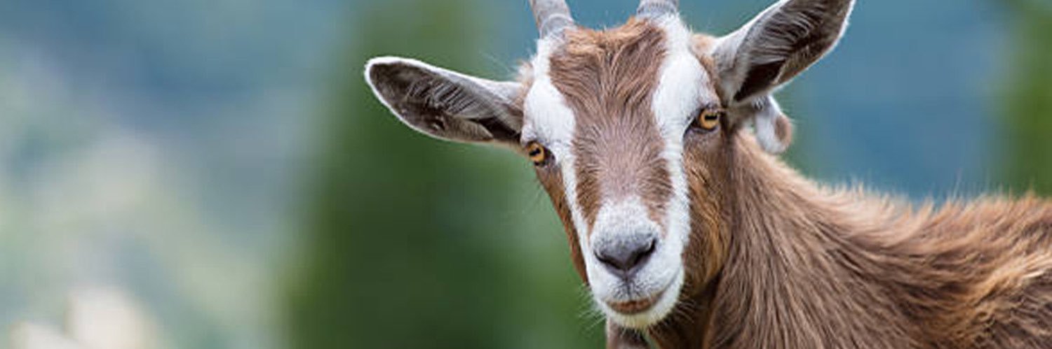 Ashley Walker banner