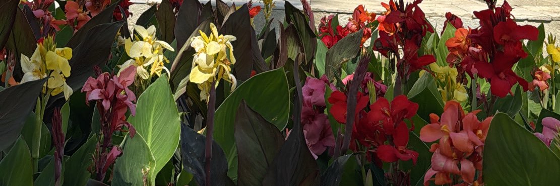 anapaudlr's profile banner image