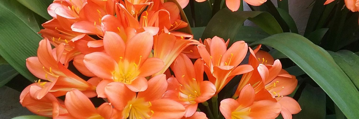 EmaCaroca's profile banner image