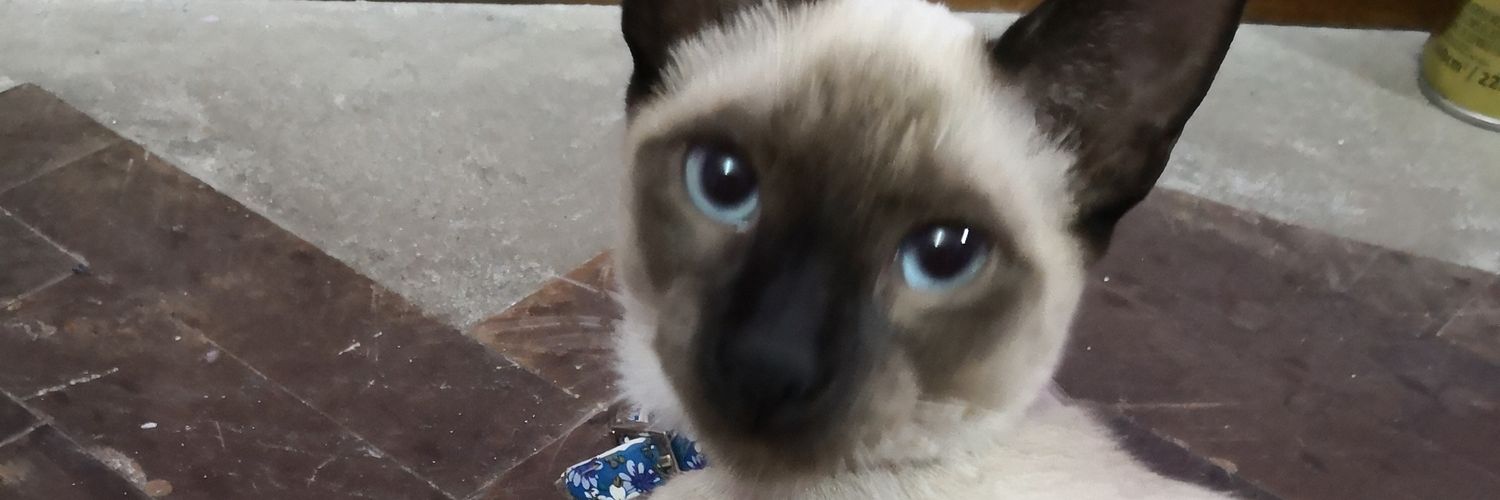 FlorFlorji's profile banner image