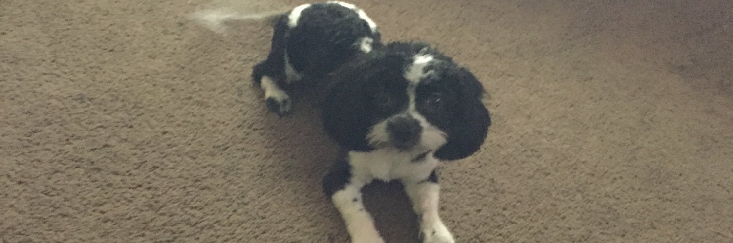 prissy310's profile banner image