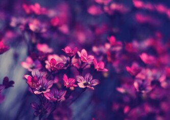 Audrey_Amadea_'s profile banner image