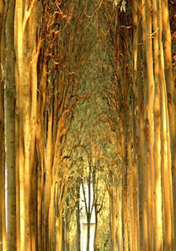 mitorynablet's profile banner image