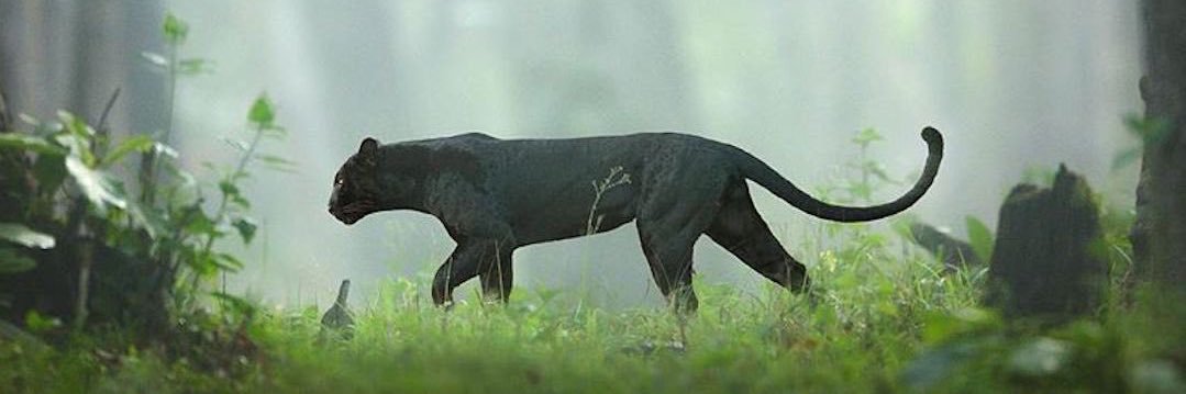 Logan Stezzington banner