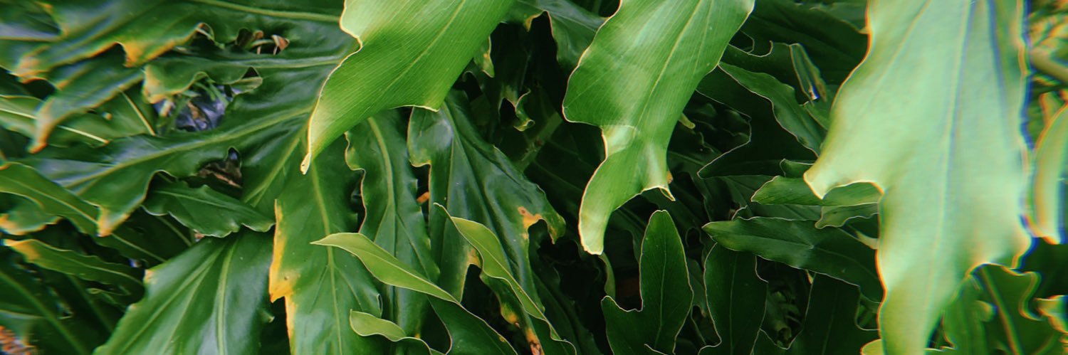 tracybartolome's profile banner image