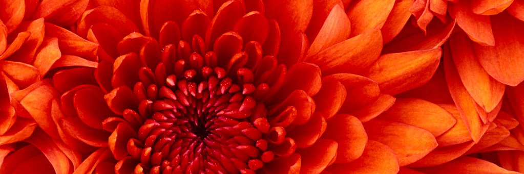 cywlala's profile banner image