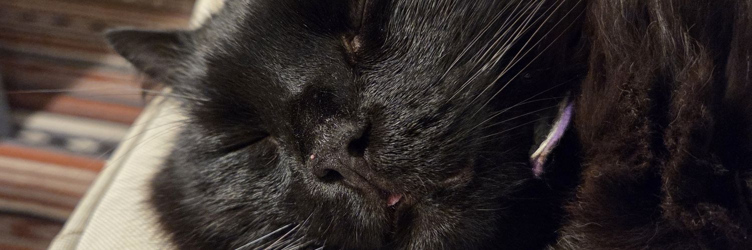litcatgun's profile banner image