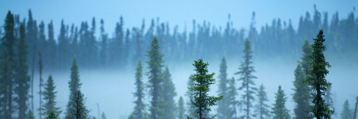 treeboreal's profile banner image