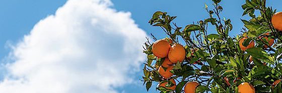 𝘓𝘪𝘭 𝘗𝘰𝘭𝘭𝘺 banner