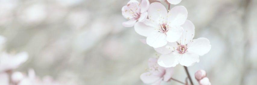 itsKumama's profile banner image