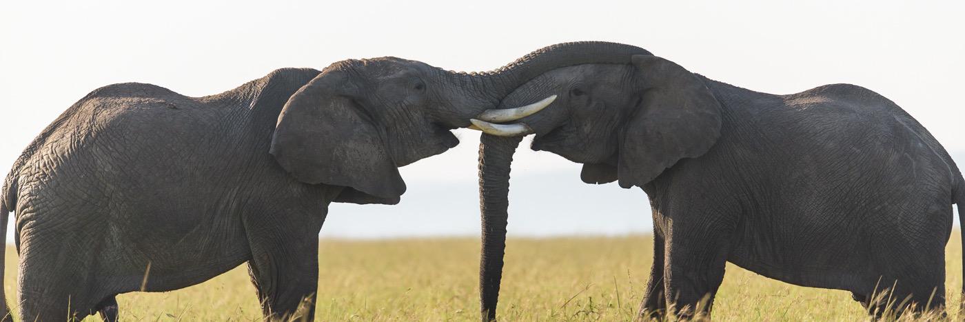 remember_ellies's profile banner image