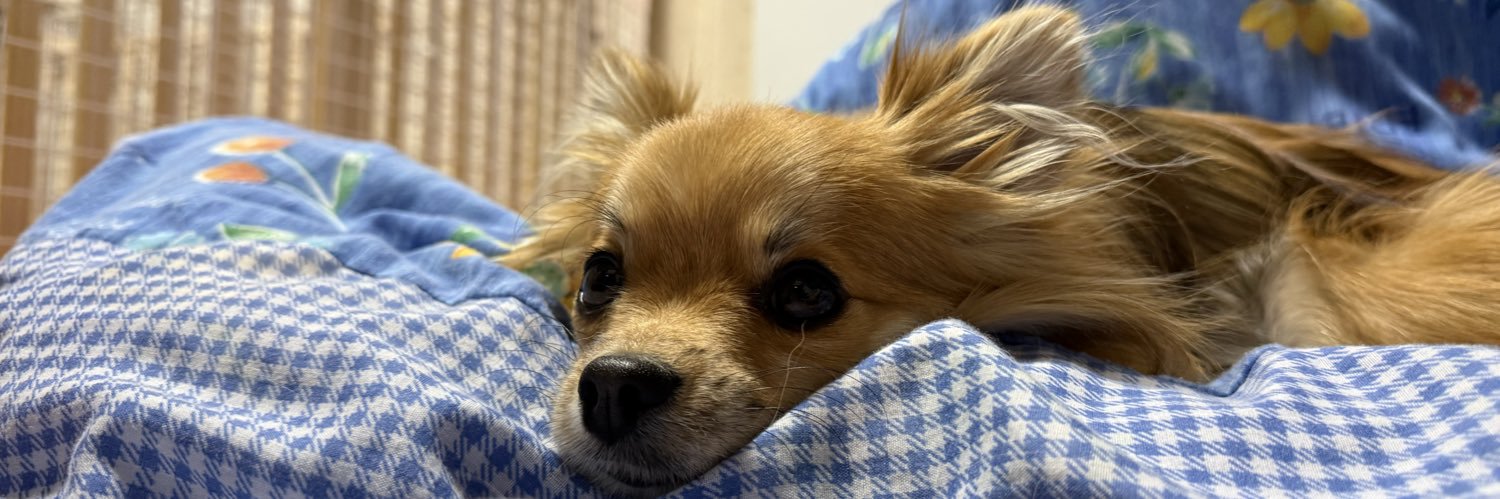 ochocoppa's profile banner image