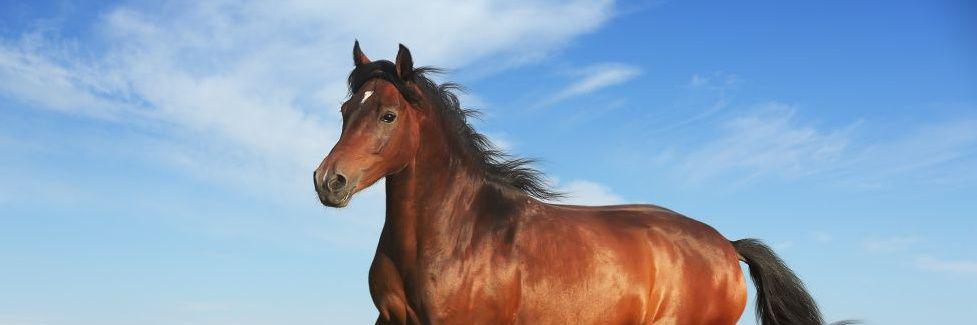 South West Equine Re banner