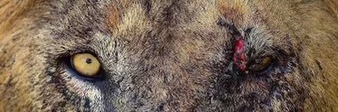 TheZootBoy's profile banner image
