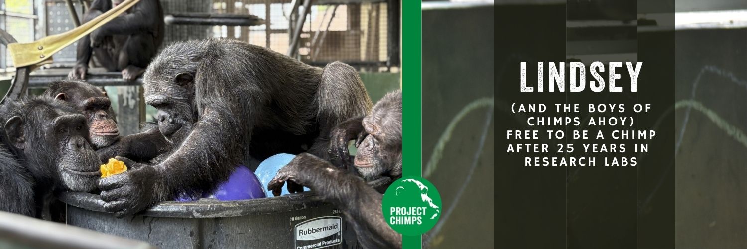 Project Chimps banner