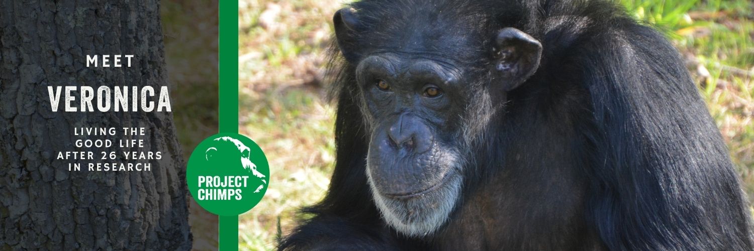 projectchimps's profile banner image