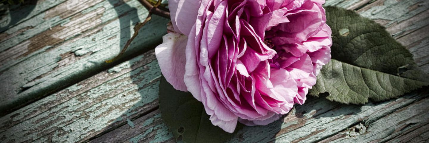 heyrosehey's profile banner image