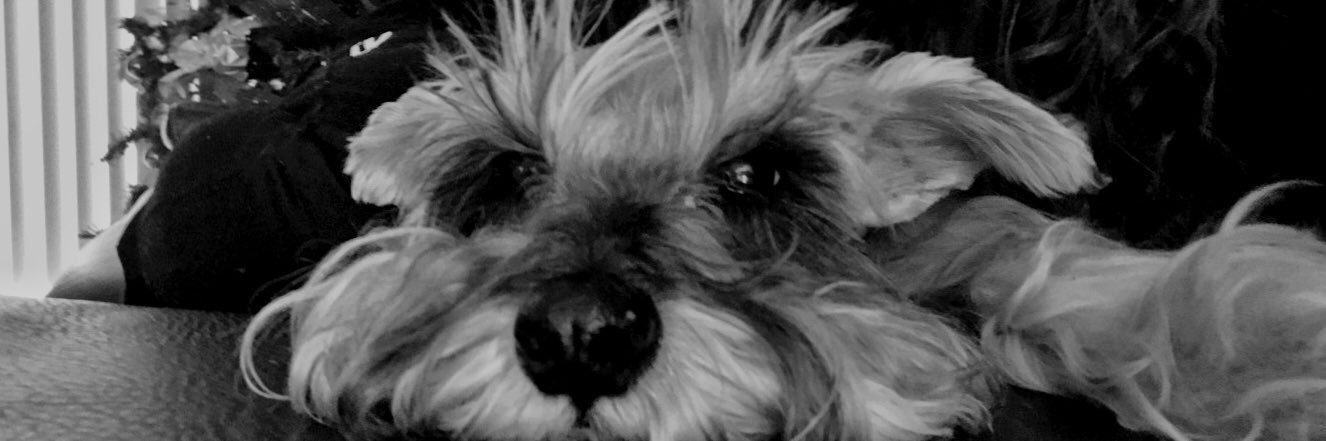 FridaSnchez's profile banner image
