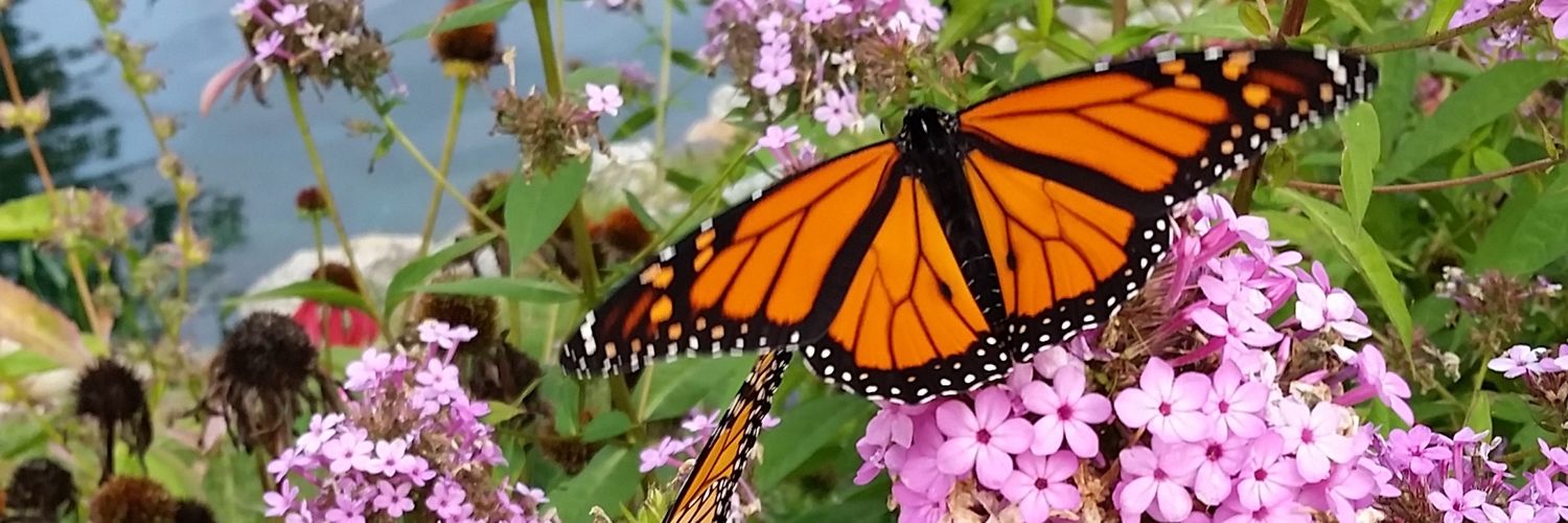 Sara Roderick Lavertu banner