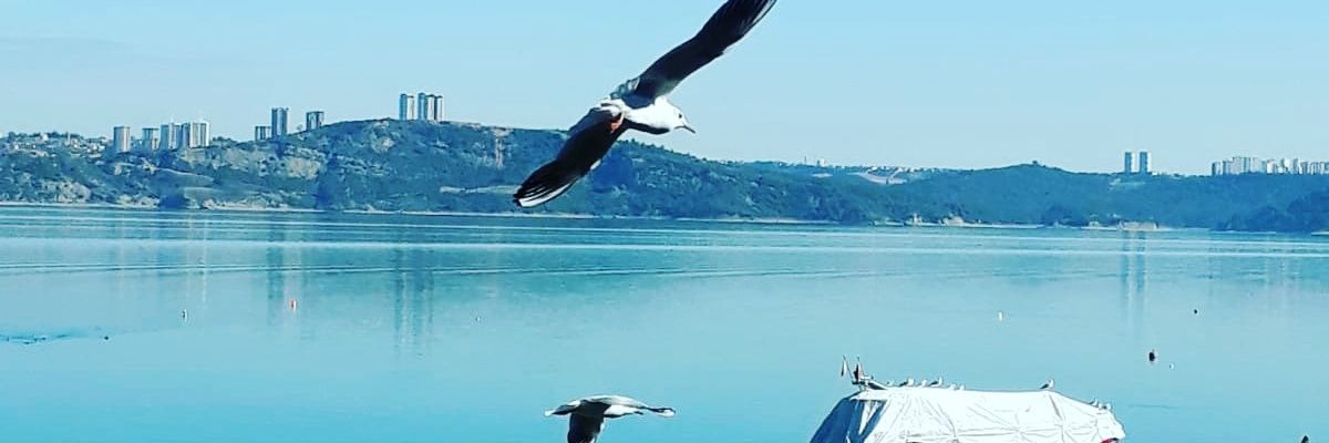 SemylP's profile banner image