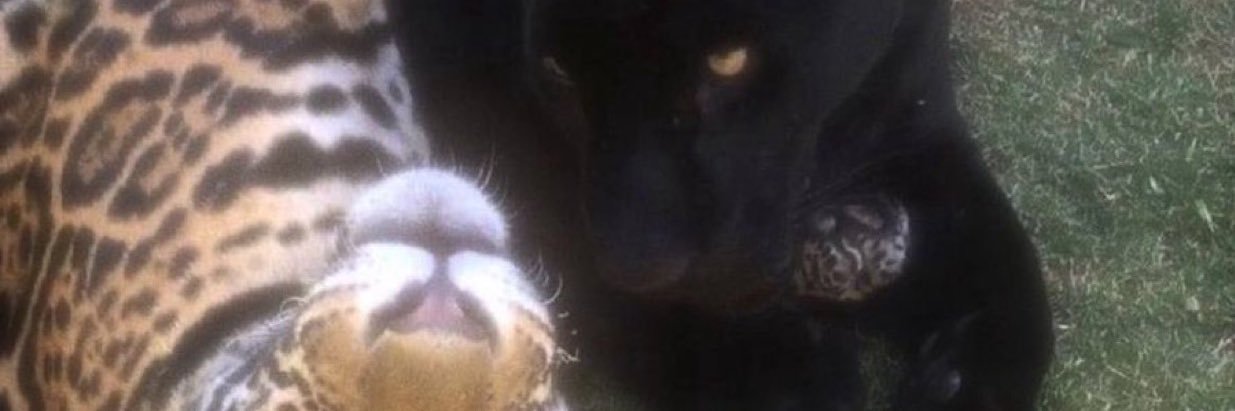 bbratzdll's profile banner image