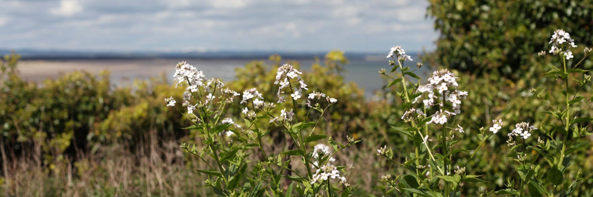 Sarah Simpson banner