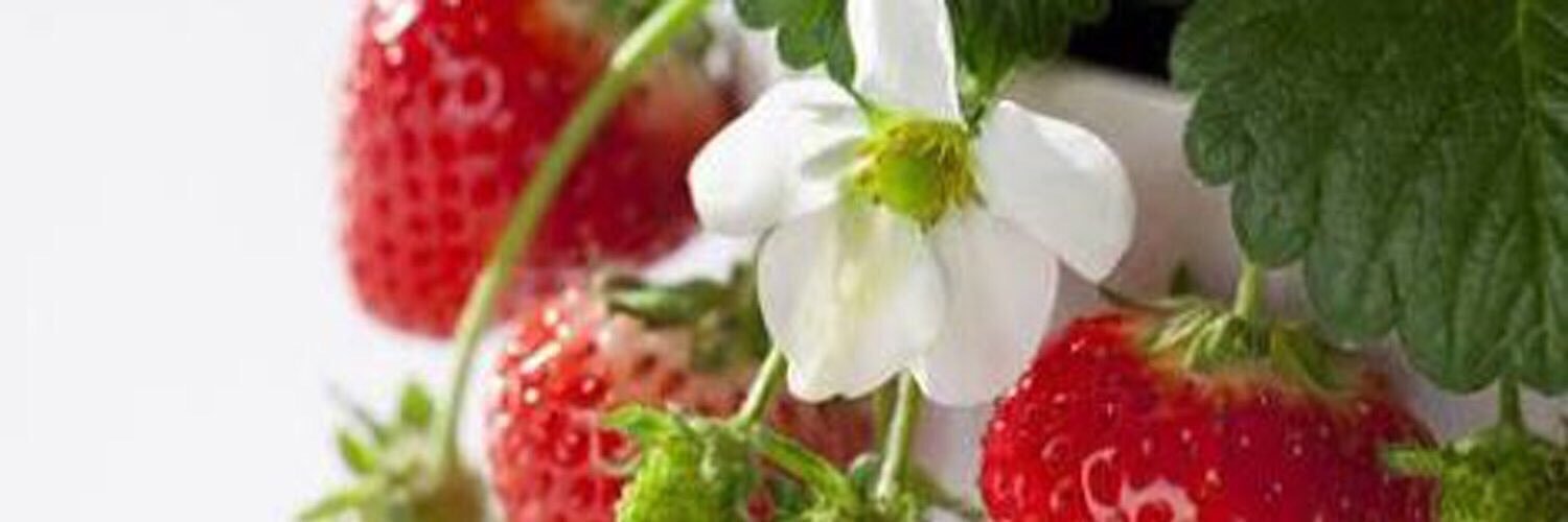 aloha1210's profile banner image