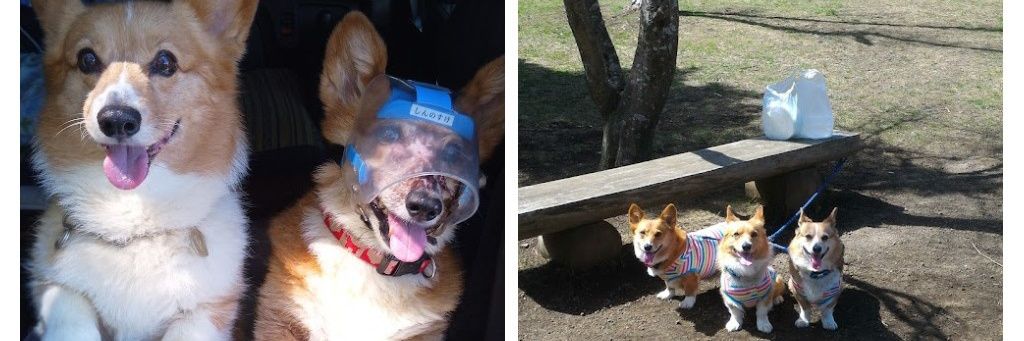 ＠3×コギーズ Niigata pref banner