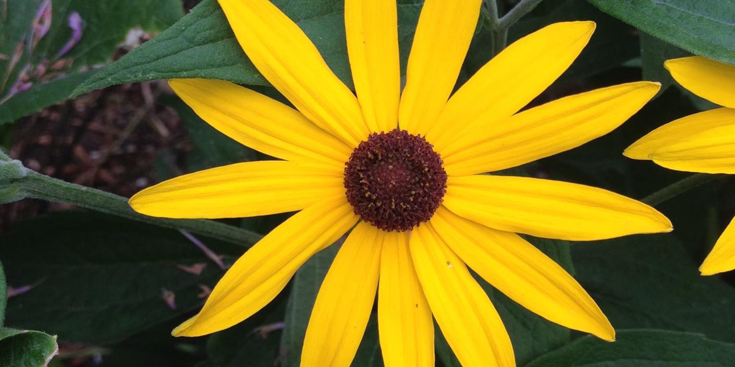 Mrs. Stengren banner