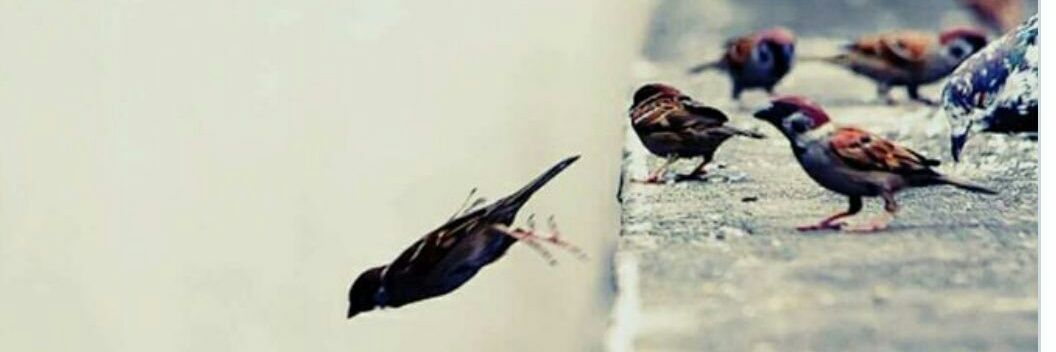krm_ali's profile banner image